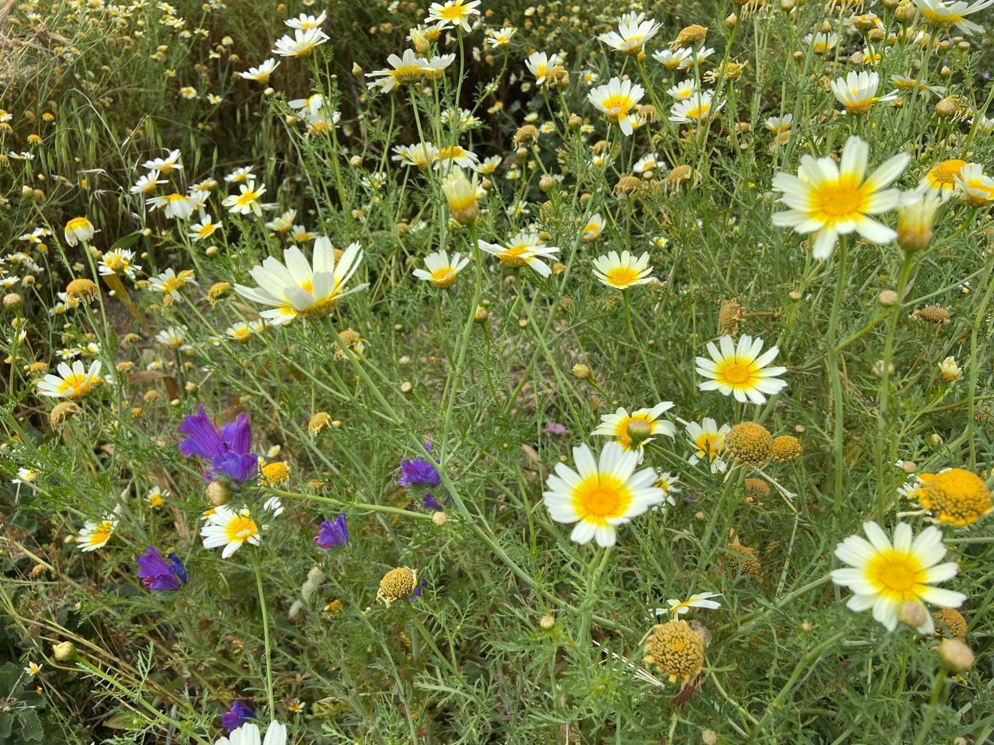 Hacienda Donaire Beas Daire Dış mekan fotoğraf
